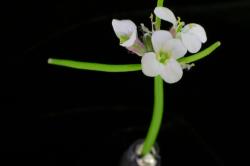 Cardamine grandiscapa. Flowers with 2, 3 and 4 petals.
 Image: P.B. Heenan © Landcare Research 2019 CC BY 3.0 NZ